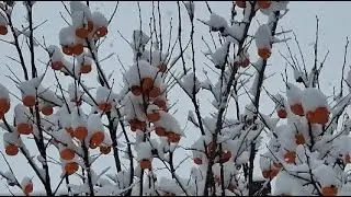 🌫️🌫️🌫️It's snowing...No communication..