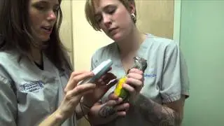 Microchipping Senegal Parrot & Cape Parrot
