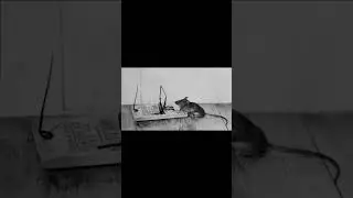 seeing yourself killing a mouse  #tabeerofdream #dreams #dreaminterpretation #islamicvideo