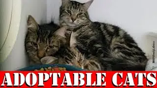 Lawton Animal Shelters Near Me have Cats for Adoption (FREE CATS)