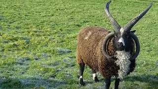 The 4 Horned Sheep That Made a Comeback from Near Extinction