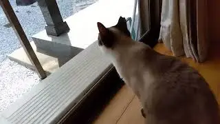 ツバメを見つけてカカカッと鳴くソラチ