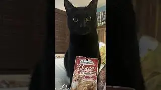 Midnight is not impressed! #blackcat #cats #treat #bombay #midnight #food