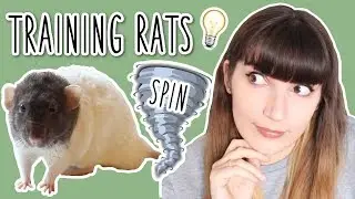 How to teach your Rat to Spin | CLICKER TRAINING 💡