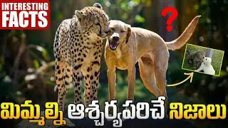Why Tiger And Dog Grow Together ? Interesting Facts In Telugu | Facts Forever