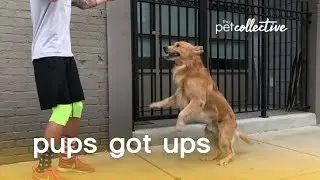 These Pups Got Ups (Jumping Dogs) | The Pet Collective