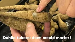 Your Dahlia Tubers: DOES SURFACE MOULD MATTER?