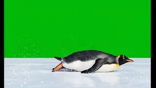 Free VFX Green Screen Penguin & Seal