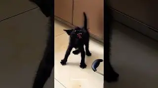 Angry cats #cat #cute #meow #kitten #animals #kitty #straycat #pets #love