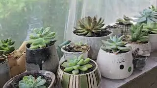 Mix Succulent & Indoor Plants Collection