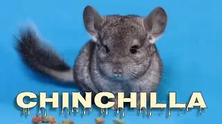 Chinchilla sounds, chinchilla scream