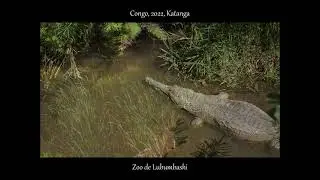ZOO de Lubumbashi en 2022, Version COURTE, Katanga, Congo, RDC, by @HabariSalam