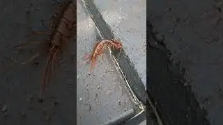 Krasser 100 - F&uuml;&szlig;ler. Dieses eklige Biest