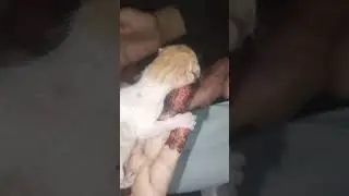 January 2, 2026 #. cute cat#new cat baby#subscribe my youtube channel#