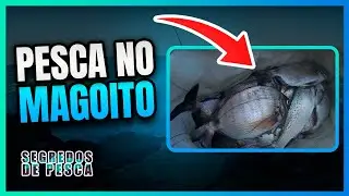 Pesca do SARGO Da Ericeira até ao Magoito
