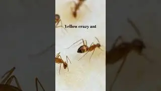 Invasive Species: The Silent Invaders