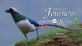 Lijiang Series Ep. 5: Encounter with reclusive pheasants in primitive forest