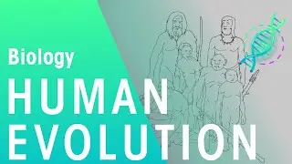 The Evolution of Humans | Evolution | Biology | FuseSchool