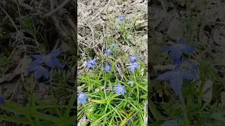 #japan #wildflowers #nature #amazingjapan 🇯🇵
