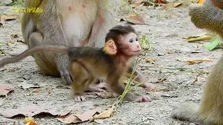 Gorgeous newborn Baron so much alerted, playful new monkey baby Baron so happy with Grandma