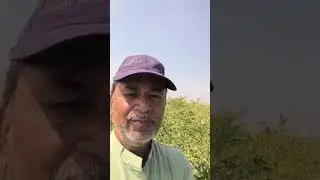 Farmer Neelakanta Reddy. Kurnool district ( BSMR - 736 field).