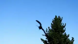 Welcome Swallows dive bombing me