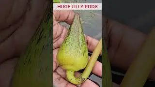 HUGE WATER LILLES ON TERRACE GARDEN/TERRACE FARMING/MINI WATER LILLIES