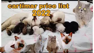 CATS PRICE LIST 2022 PHILIPPINES | ALL BREED CARTIMAR PET SHOP