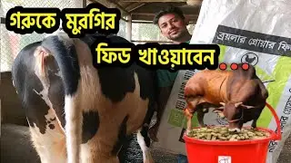 মুরগির বয়লার ফিড গরুকে খাওয়ানোর সুবিধা ও অসুবিধা 🐄 মুরগির ব্রয়লার ফিট গরুকে খাওয়ানোর নিয়ম ❗