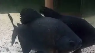 Tambacu