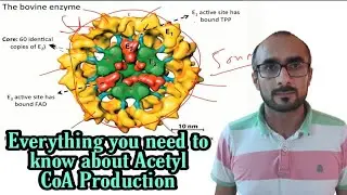 Formation of Acetyl CoA | PDH Complex | Arsenic Toxicity | Protein Engineering | PENS#53