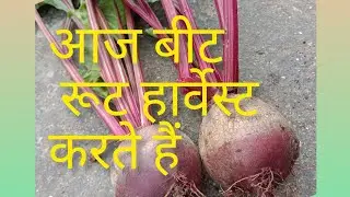 beetroot harvesting😊