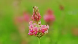 Cotswold Seeds First Hand: Sainfoin with Vernon Bailey