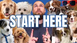 Balanced Behavior Dog Training Center with Chicagoland's own Bill Balatsos