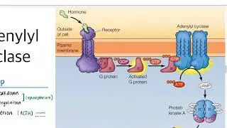 GPCRs: Adenylyl Cyclase and Phospholipase C