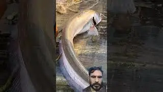 #fishing #fish #facts #automobile #bigfish #browsefeatures #viralvideo #carpfishing #help