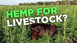 Cannabis for Cows?