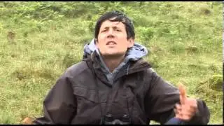 Mountain Ringlet - DVD Патрика Баркхэма &laquo;Путеводитель по британским бабочкам&raquo;