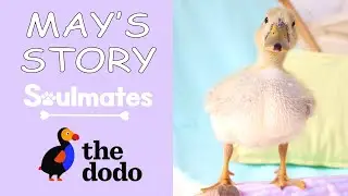 May's Story | On The Dodo!