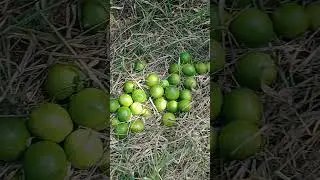 lim&oacute;n persa con una excelente producci&oacute;n
