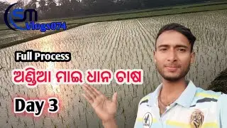ଆଣ୍ଡିଆ ମାଇ ଧାନ ଚାଷ #malefemal #crops #cultivation #odiavloger #Smvlohs074