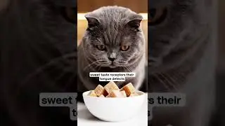 🐱 Why Cats Can&rsquo;t Taste Sugar 😲