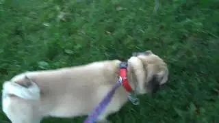 How to Raise Happy & Healthy Puggles & Pugs: Training Day 1