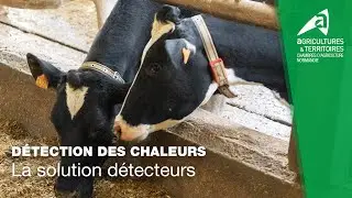 Mervel Détection des chaleurs par collier connecté