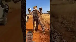 Я был в костюме леопарда в саванне... Вы не поверите их реакции! 🐆 #леопард #дикаяприрода
