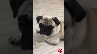 Funny pug Tyrion #shorts #pugpuppy #pugworld