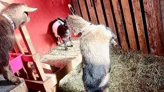 Am I Being a Helicopter Dad to our Baby GOAT