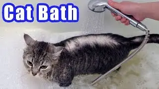 How to Give a Cat a Bath without It Freaking Out or Getting Scratched