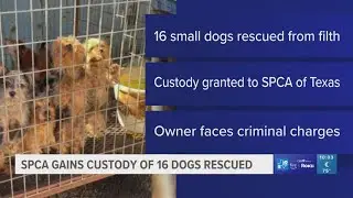 SPCA gains custody of 16 dogs rescued from Van Zandt County property