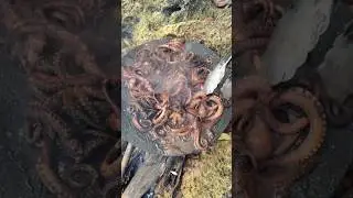 SIZZLING Baby Octopus Feast | 50+ Tiny Octopuses Grilled to Perfection! 🐙🔥